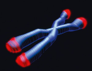 X chromosome