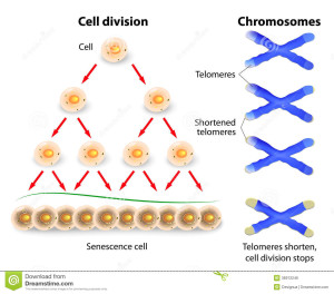 telomeri